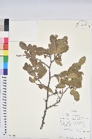登錄號:S094385藏品圖，第1張