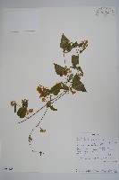登錄號:S094388藏品圖，第1張