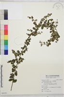 小葉黃鱔藤藏品圖，第1張