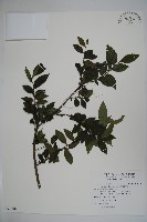 密毛假黃楊藏品圖，第1張
