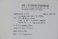 密毛假黃楊藏品圖，第2張
