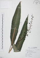 山月桃藏品圖，第1張