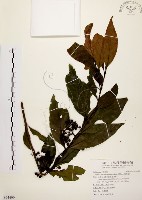 茜草樹藏品圖，第1張