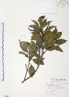 紅葉樹藏品圖，第1張