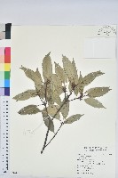 青剛櫟、鐵椆藏品圖，第1張