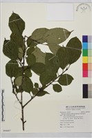 中原氏鼠李藏品圖，第1張