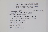 野漆樹藏品圖，第2張