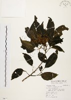 黃杞藏品圖，第1張