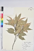 長尾尖葉櫧藏品圖，第1張