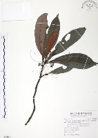 九節木、牛屎烏、青龍吐霧藏品圖，第1張