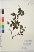 臺灣黃鱔藤藏品圖，第1張