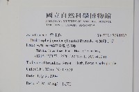 九頭獅子草藏品圖，第2張