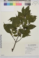 中原氏鼠李藏品圖，第1張