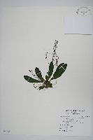 哈哼花藏品圖，第1張