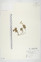 石碇佛甲草藏品圖，第1張