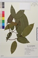 巒大雀梅藤藏品圖，第1張