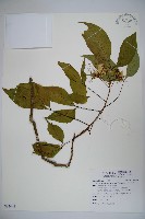 魚木藏品圖，第1張