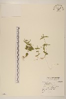 小米菊藏品圖，第1張