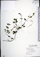 倒地蜈蚣藏品圖，第1張