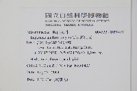 紫花鳳仙花藏品圖，第2張