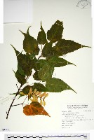 尖葉槭藏品圖，第1張