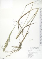 吳氏雀稗藏品圖，第1張