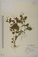 茯苓菜藏品圖，第1張