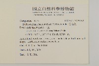 茯苓菜藏品圖，第2張