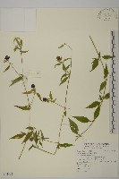狗筋蔓藏品圖，第1張