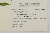 狗筋蔓藏品圖，第2張