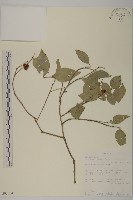 狗筋蔓藏品圖，第3張