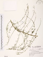天門冬藏品圖，第1張