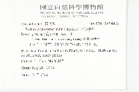 紅子佛甲草藏品圖，第2張