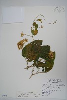 薄葉牛皮消藏品圖，第1張