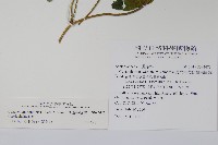 薄葉牛皮消藏品圖，第2張