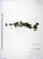 小椒草藏品圖，第1張