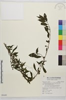 畢祿山鼠李藏品圖，第1張