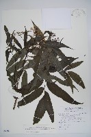 冇骨消藏品圖，第1張