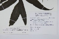冇骨消藏品圖，第2張