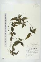 絞股藍藏品圖，第1張