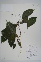 棣慕華鳳仙花藏品圖，第1張