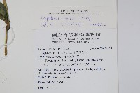 棣慕華鳳仙花藏品圖，第2張