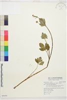 水辣菜、禺毛茛藏品圖，第1張