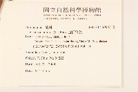 白頂飛蓬藏品圖，第2張