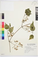 串鼻龍藏品圖，第1張