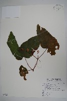圓果秋海棠藏品圖，第1張