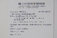 圓果秋海棠藏品圖，第2張