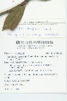 杜英藏品圖，第2張