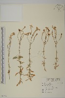 蠅子草藏品圖，第1張
