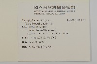 蠅子草藏品圖，第2張